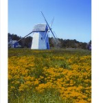 Windmill-Spurge