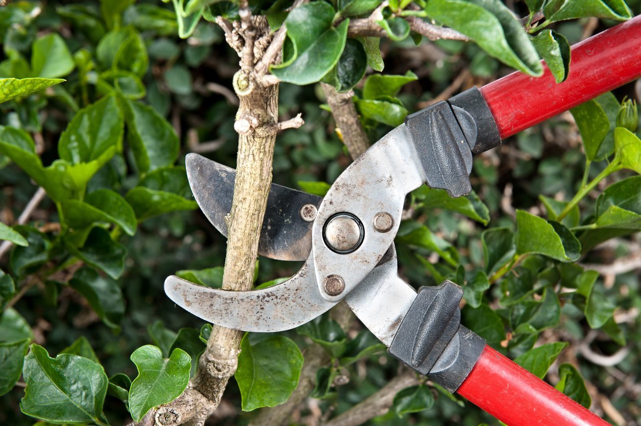 shrub-pruning