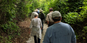 Group of people hiking, looking for edible plants