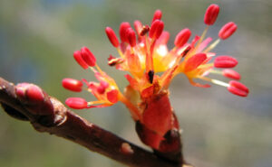 Closeup of red maple bloom in springtime
