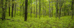 Very green woods in springtime