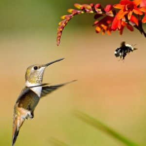 pollinators_fran raleigh