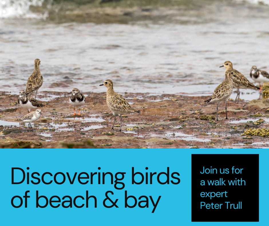 Discovering birds of beach & bay