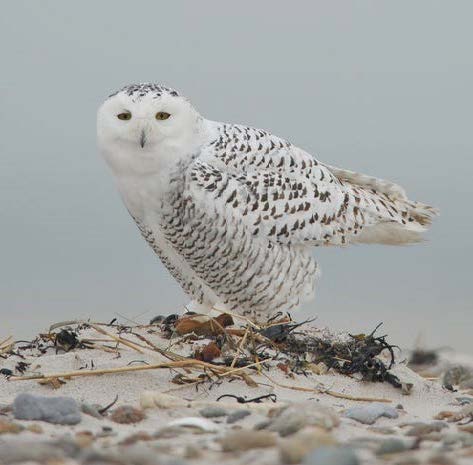 Snowy Owls_November 2024