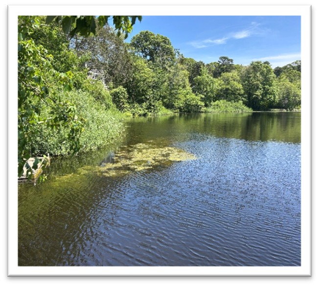 6.cyanobacteria bloom