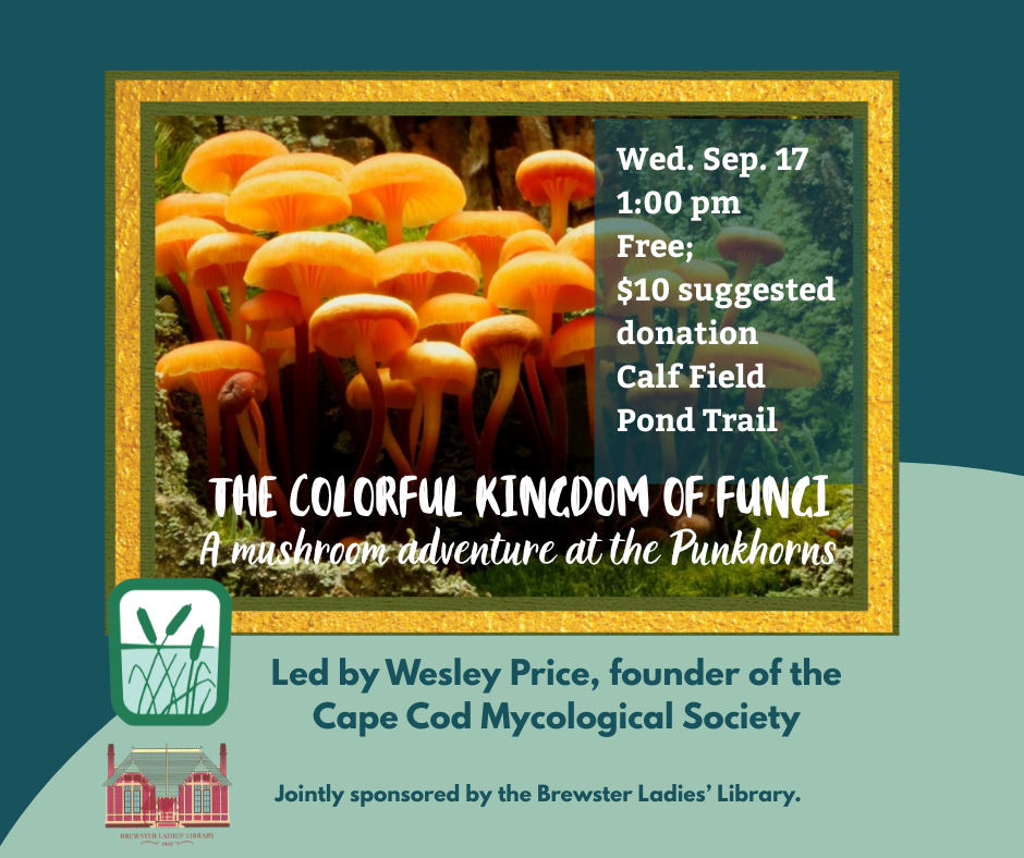 Colorful Kingdom of Fungi post