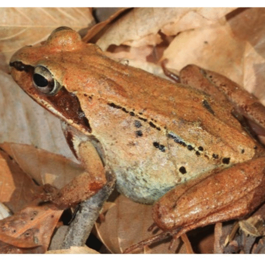 3.Wood Frog