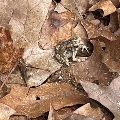 4.Fowler's Toad Photo.Stewardship Journal