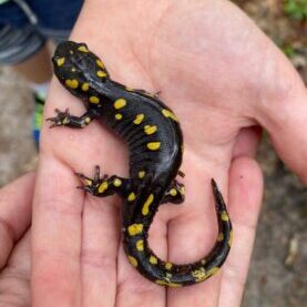 4_April 2024_Species Spotlight - Spotted Salamander