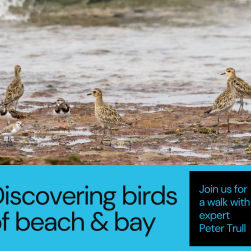 Discovering birds of beach & bay