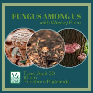 Fungus Among Us graphic (4)