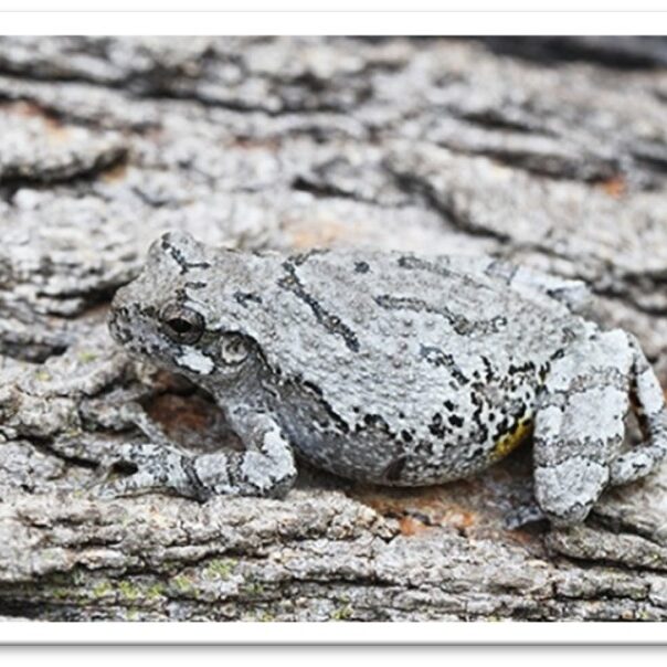 Gray Treefrog