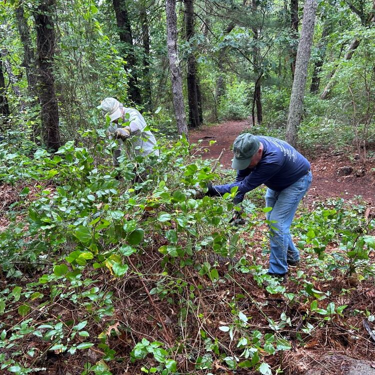 Tackling the vines