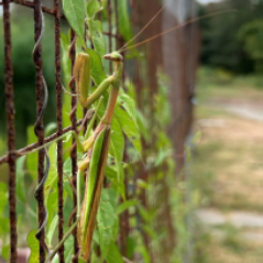 september 2024.update from trail. grasshopper